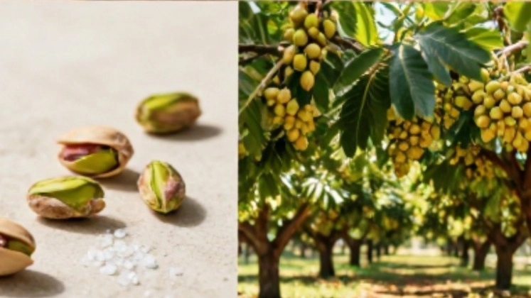 صادرات پسته به ایتالیا؛ راهنمای بازاریابی حرفه‌ای و افزایش فروش
